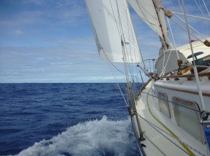 Murre Charging Across the Pacific