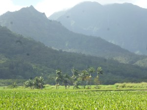 View of Taro Fields in Hanalei Valley