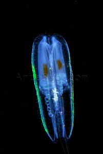 Comb Jelly