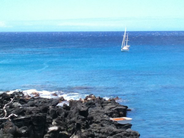 Coot on the Rocks with Murre behind