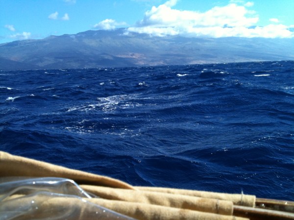 Murre in the Alenuihaha, Maui approaching