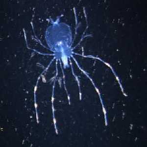 Larval Slipper Lobster