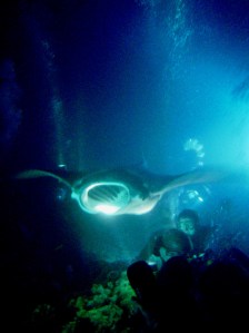 Manta Night Dive off Kona Coast