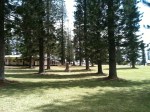 Dole Park in Lanai City center–a square block of grass and Cook Island&nbsp;Pines