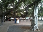 A Day in Lahaina, Maui: Largest Banyan tree in the&nbsp;US.